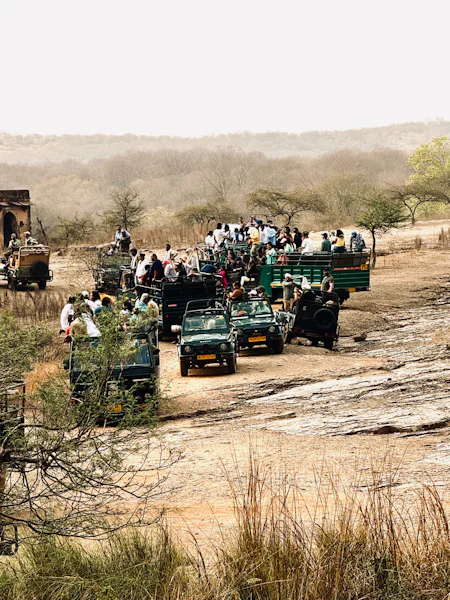 Safari Canters and Gypsies lined up on a forest track