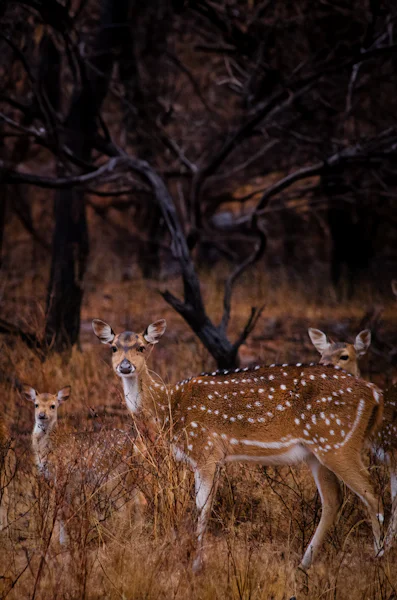 A herd of spotted deer in dry forest