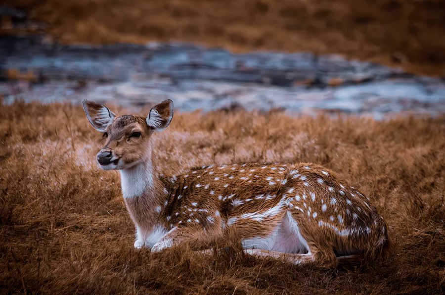 A spotted deer lying in golden grass