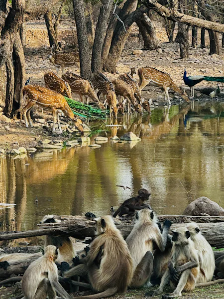 Langurs, deer and birds gathered at a waterhole