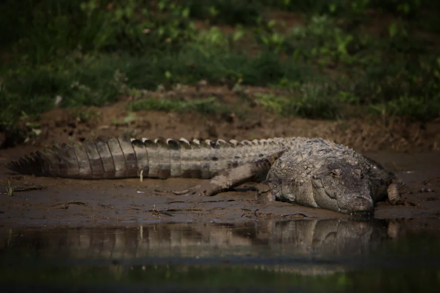 A mugger crocodile resting at the edge of a lake