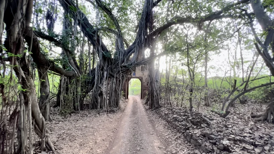 A forest road through banyan trees to an old stone gate