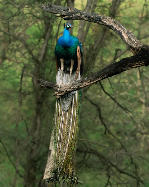 A peacock perched on a branch, tail hanging down