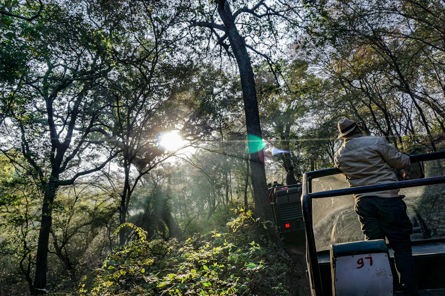 Guests watching the forest from the back of a safari vehicle