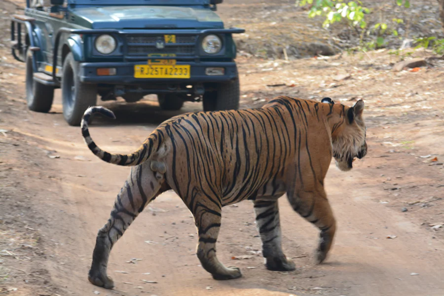 A tiger crossing a forest track in front of a safari Gypsy