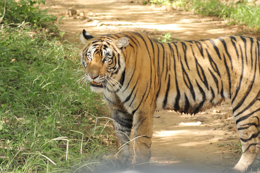 A tiger standing on a forest road beside green grass