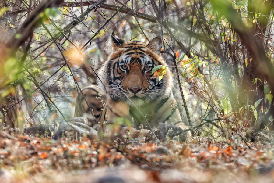 A tiger looking out of a dense thicket