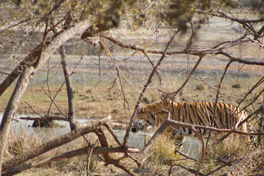 A tiger walking through brush near the water