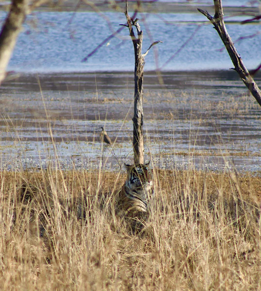 A tiger hidden in tall dry grass by a lake