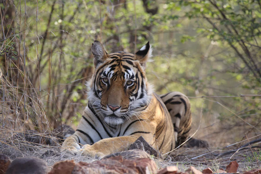 A tiger lying in the forest, watching the camera