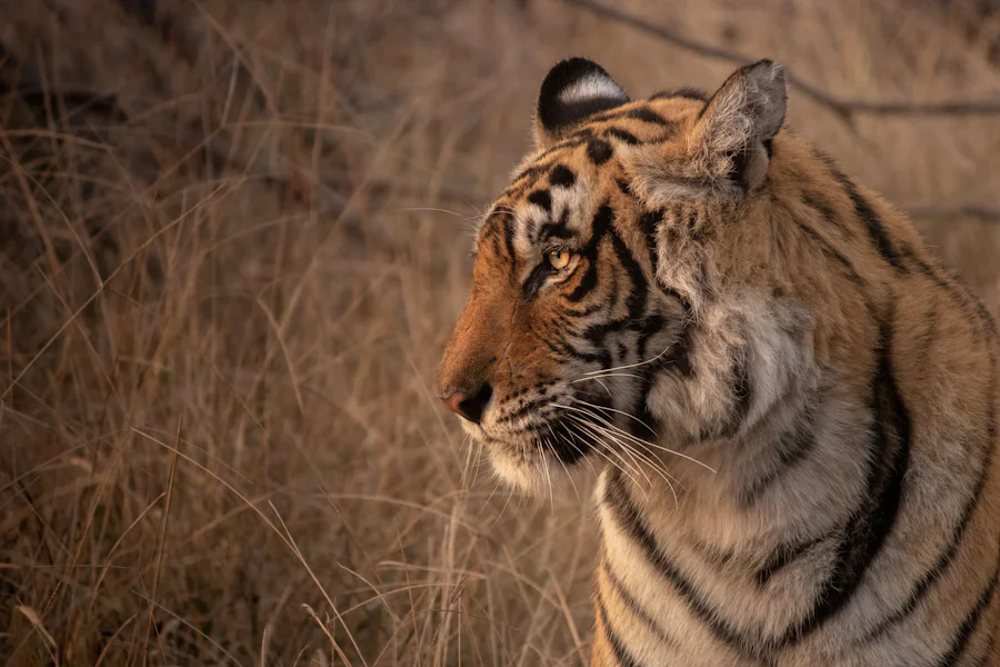 Close-up of a tiger in dry grass