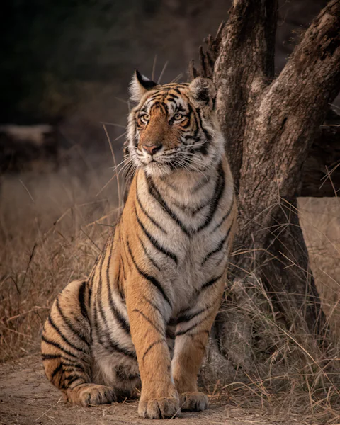 A tiger sitting under a tree
