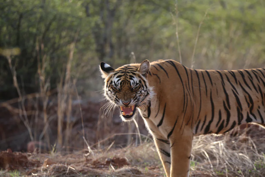 A tiger standing in the forest, looking at the camera
