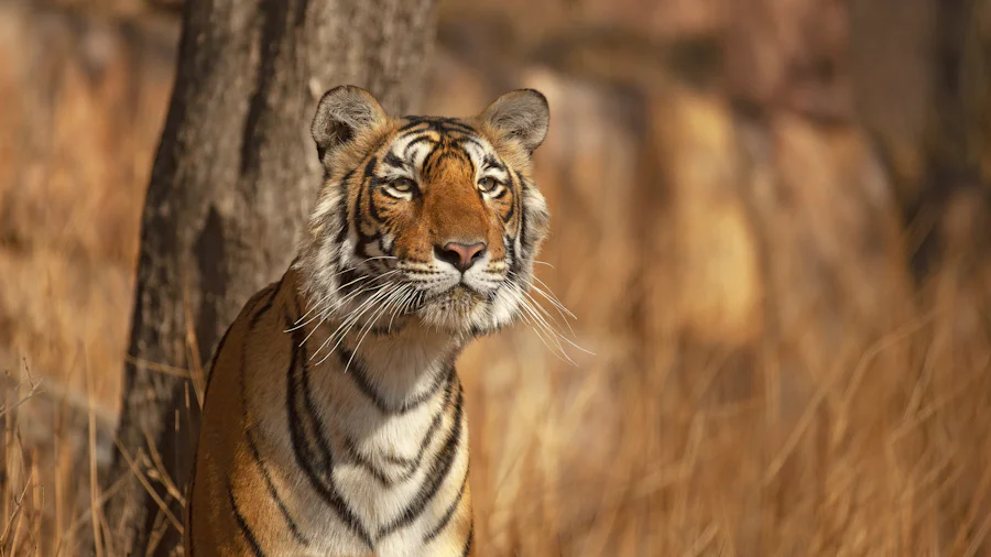 A tiger peering out from behind a tree trunk