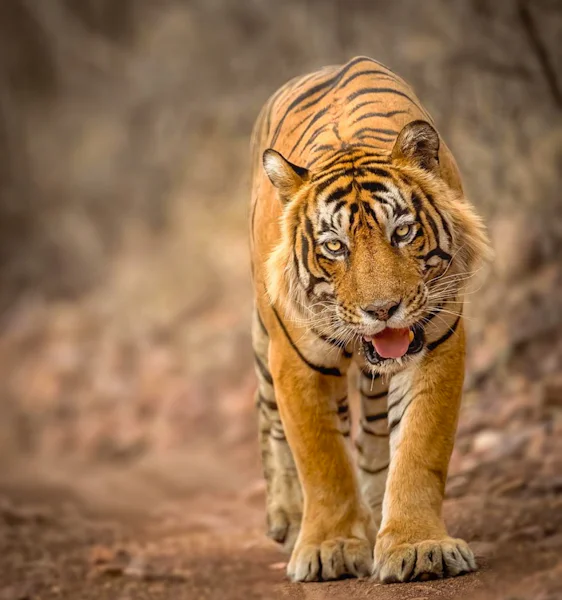 A tiger walking straight towards the camera