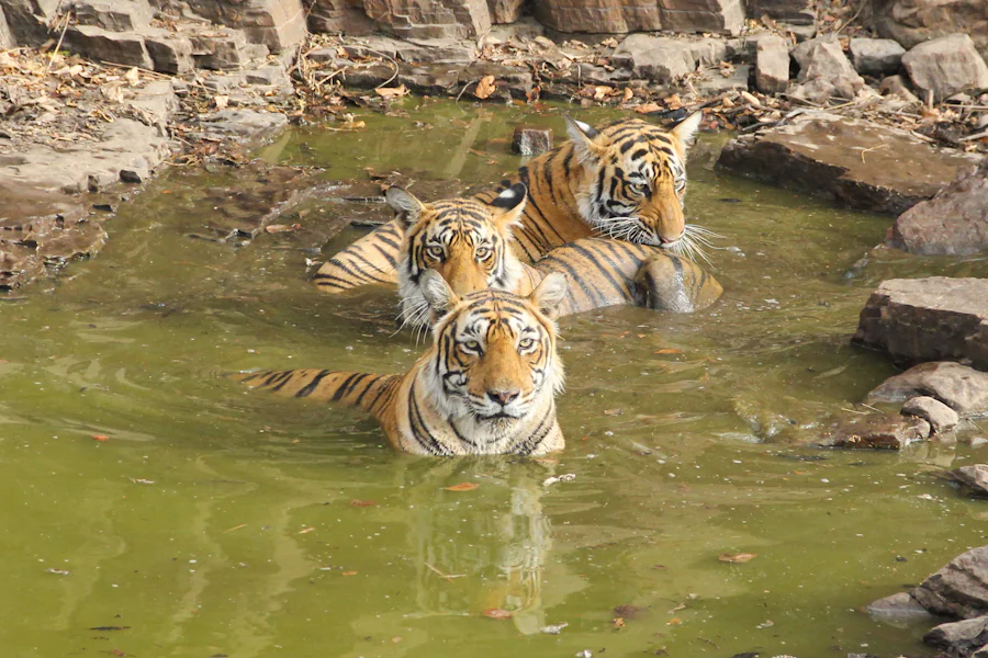 Three tigers sitting in a waterhole