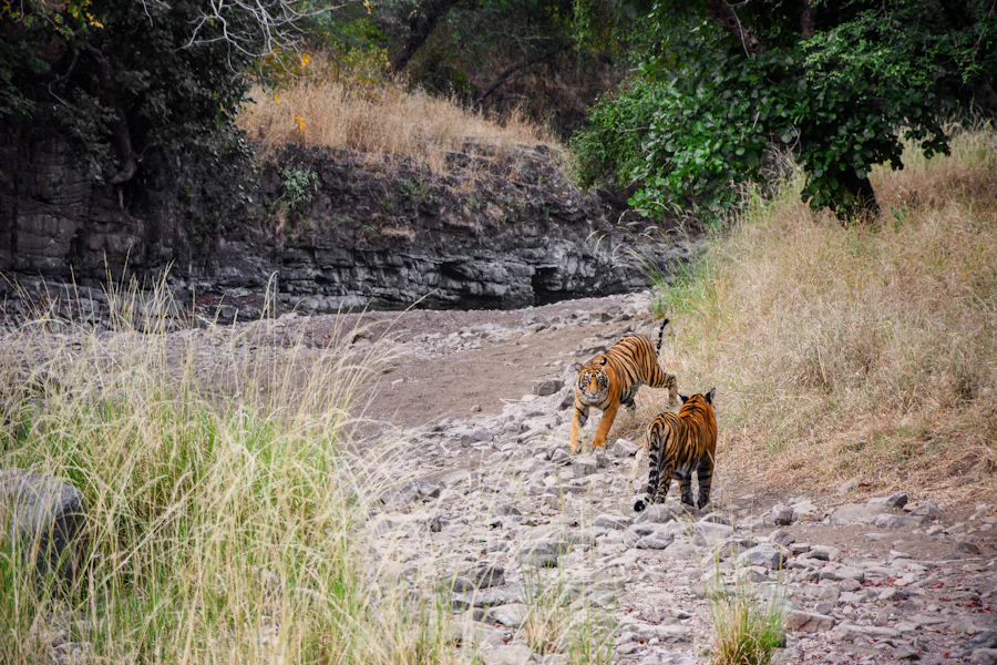 A tigress walking a dry ravine with her cubs