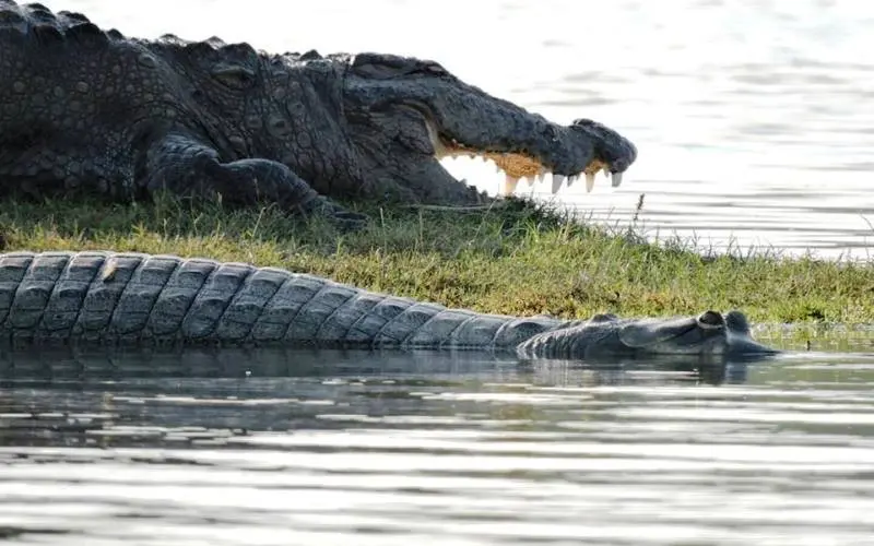 Chambal