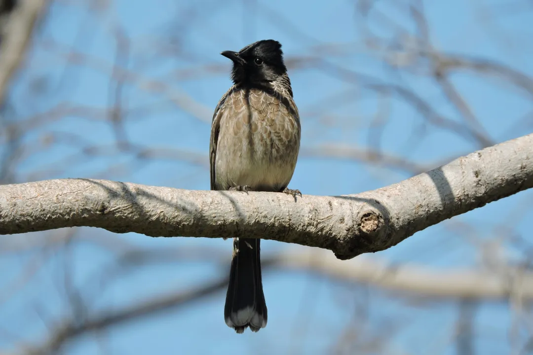 Birdlife
