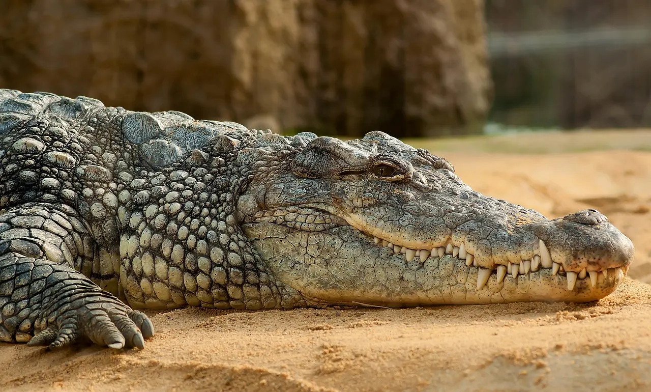 Boat safari on the Chambal river