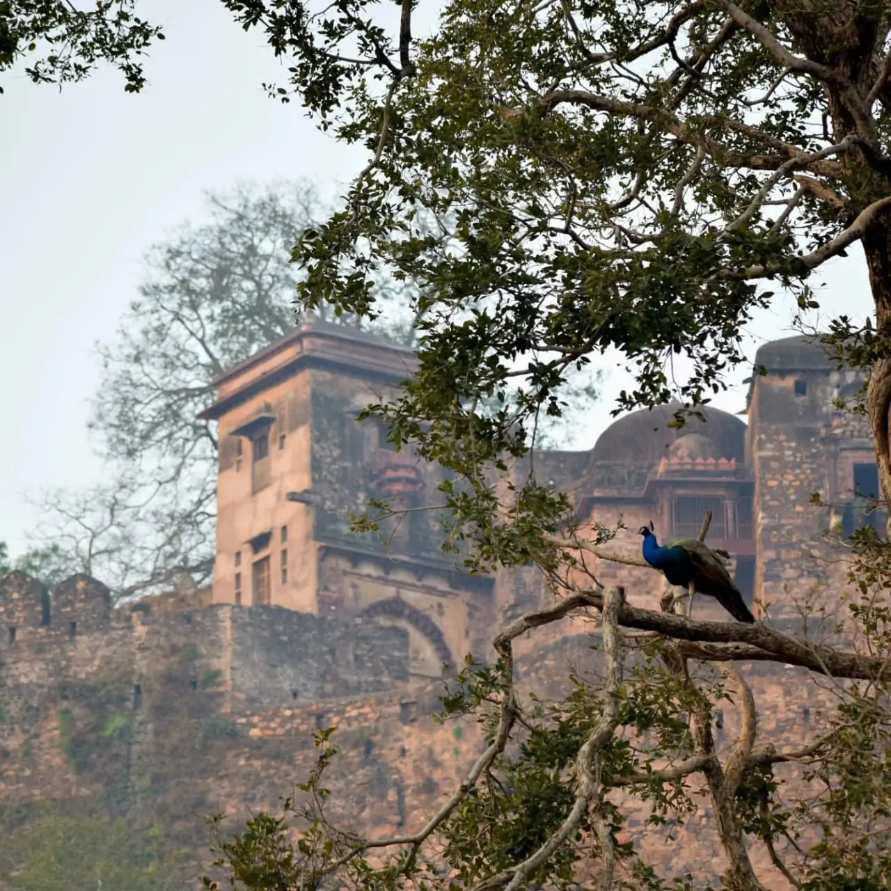 Ranthambore Fort