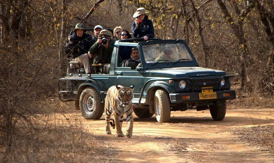 Open Gypsy on a Ranthambore safari track