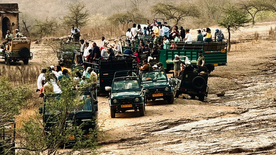 Gypsy and Canter side by side in Ranthambore