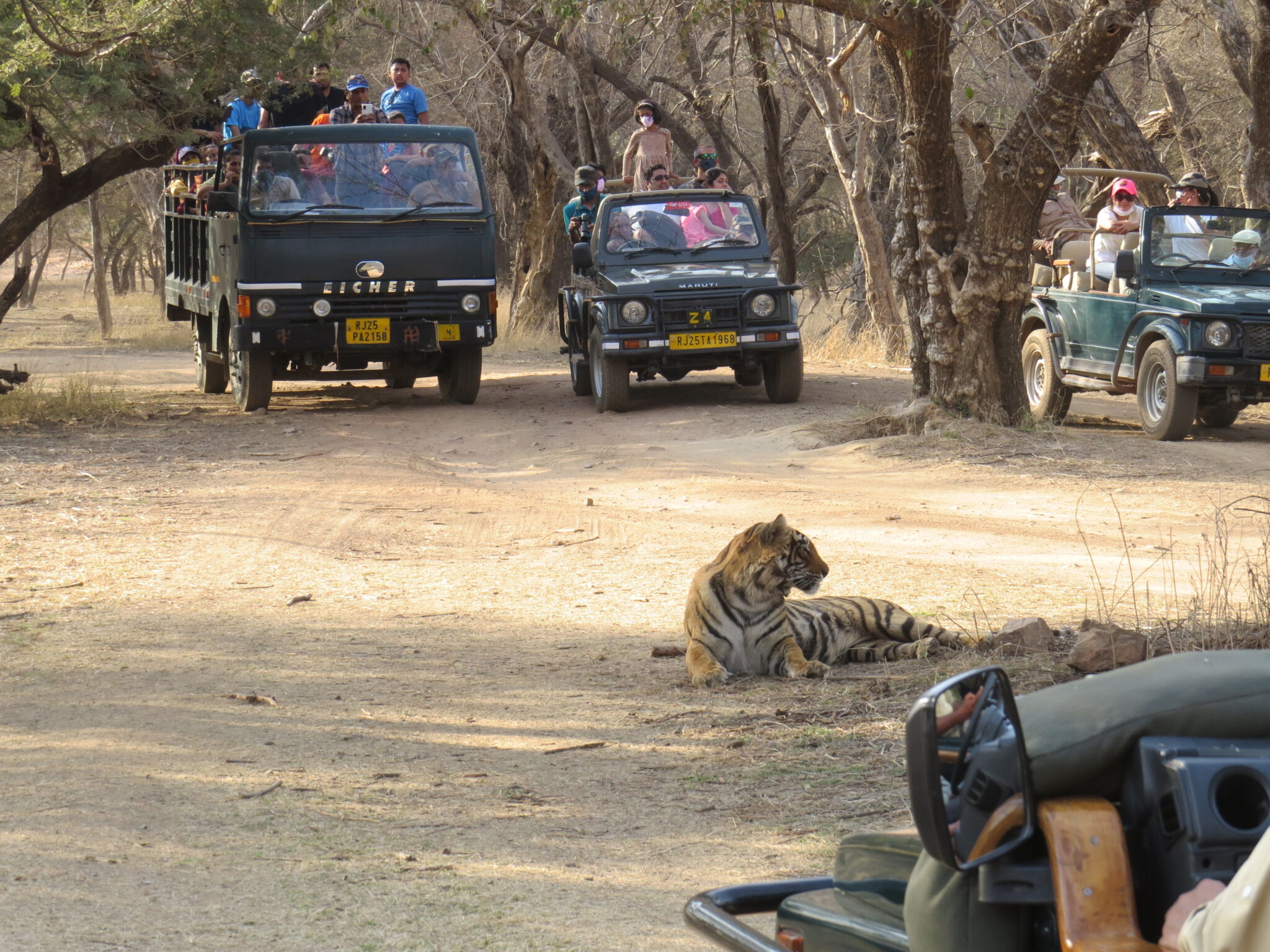 Ranthambore Safari – Book Gypsy & Canter Safari