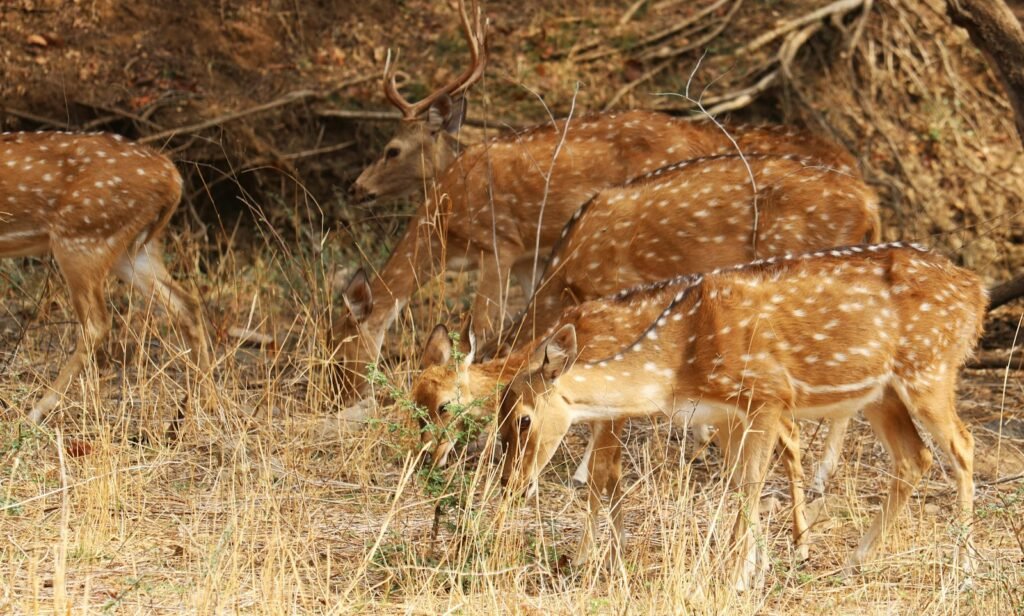 Spotted deer grazing in a dry forest clearing