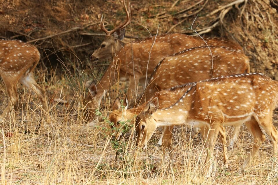 Spotted deer grazing in dry forest, among the animals of Ranthambore