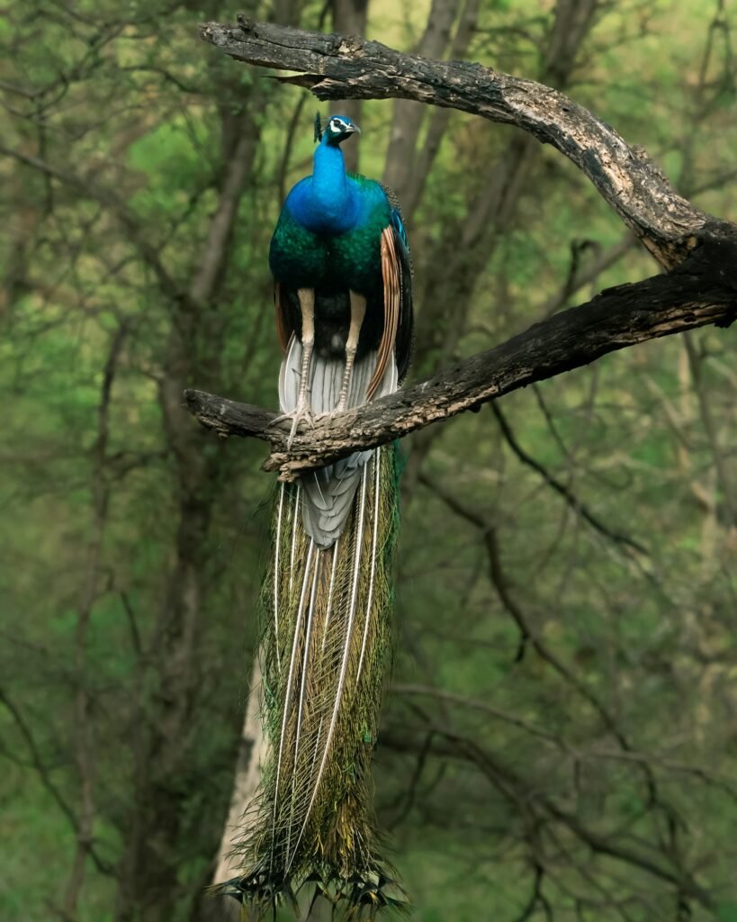 A peacock perched on a tree branch in the forest