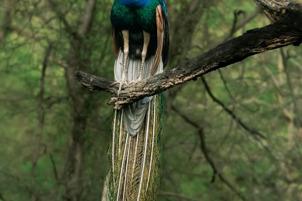 A peacock on a branch, one of the most common birds of Ranthambore