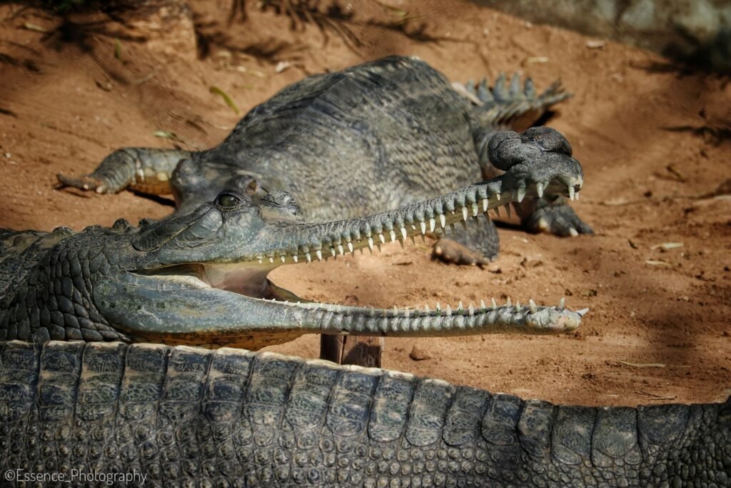 Two gharials resting on a sandy river bank