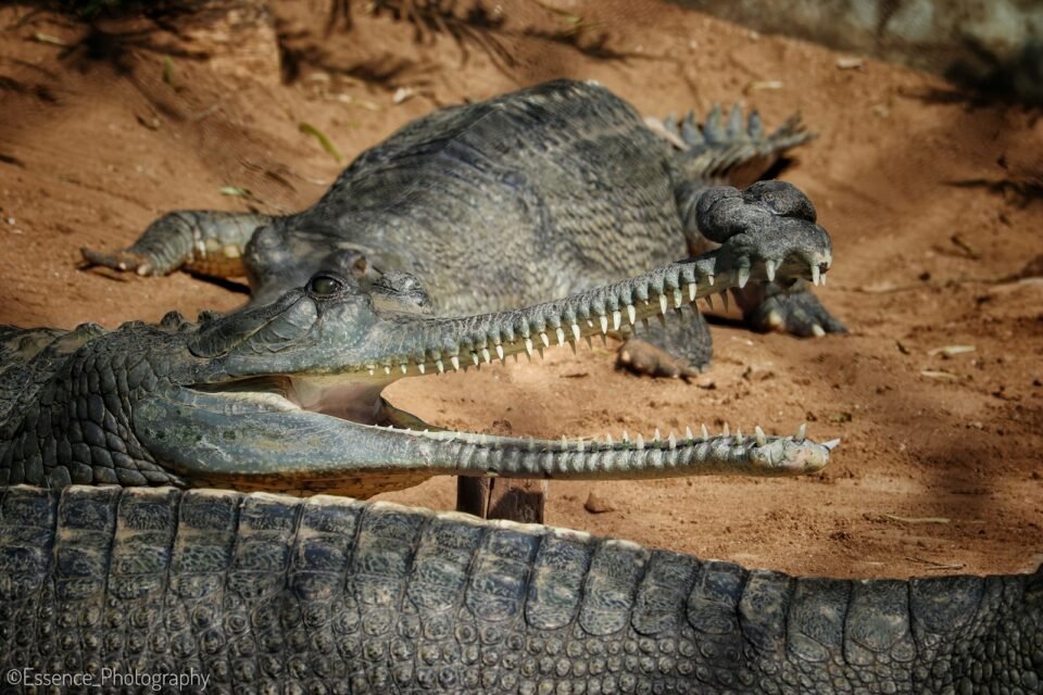 Two gharials resting on a sandy river bank