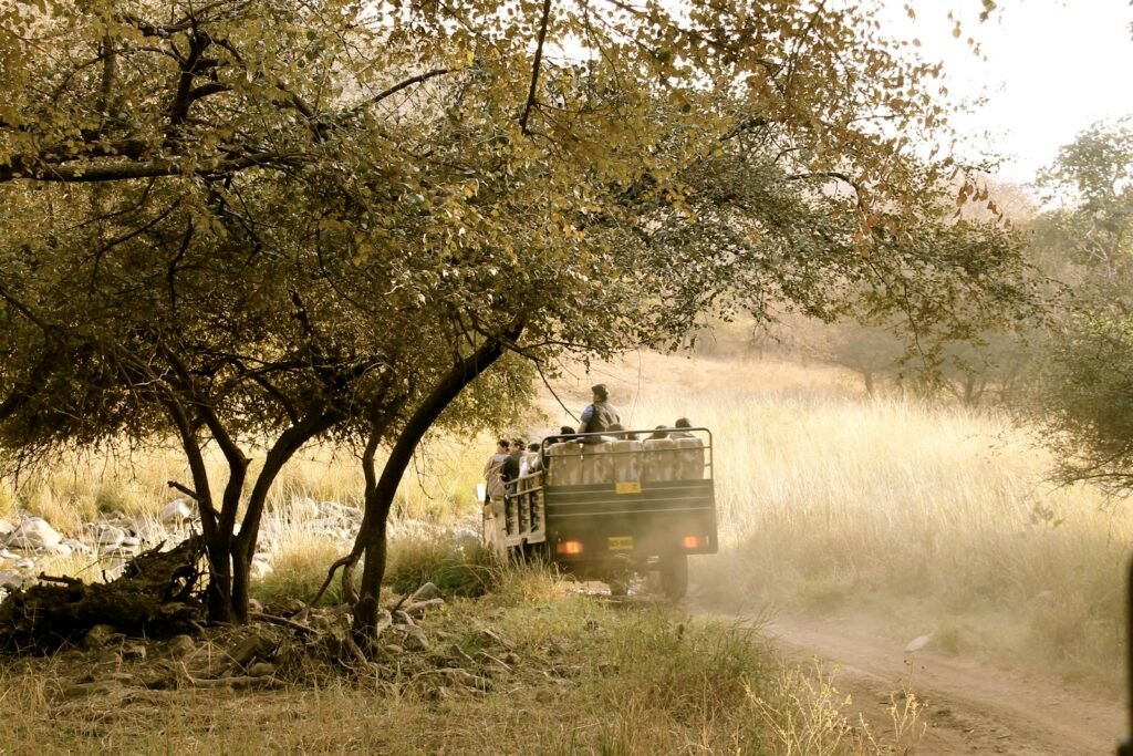 A safari vehicle driving down a dusty forest track