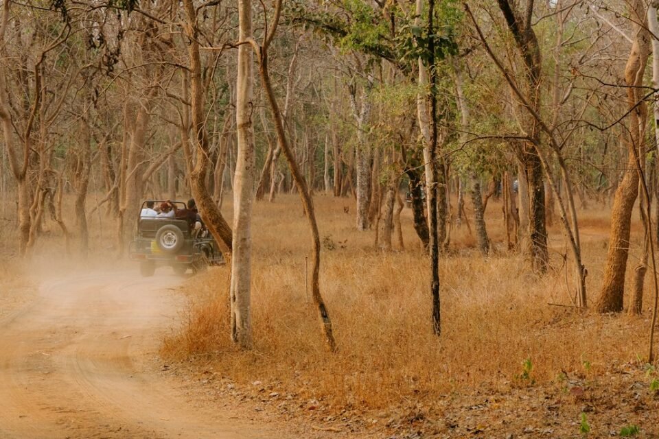 A safari jeep in dry forest after a Ranthambore safari online booking