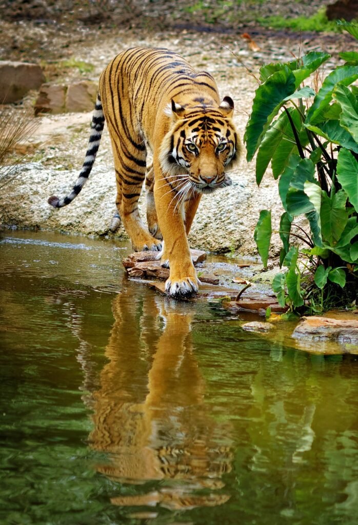A tiger walking out of shallow water near rocks