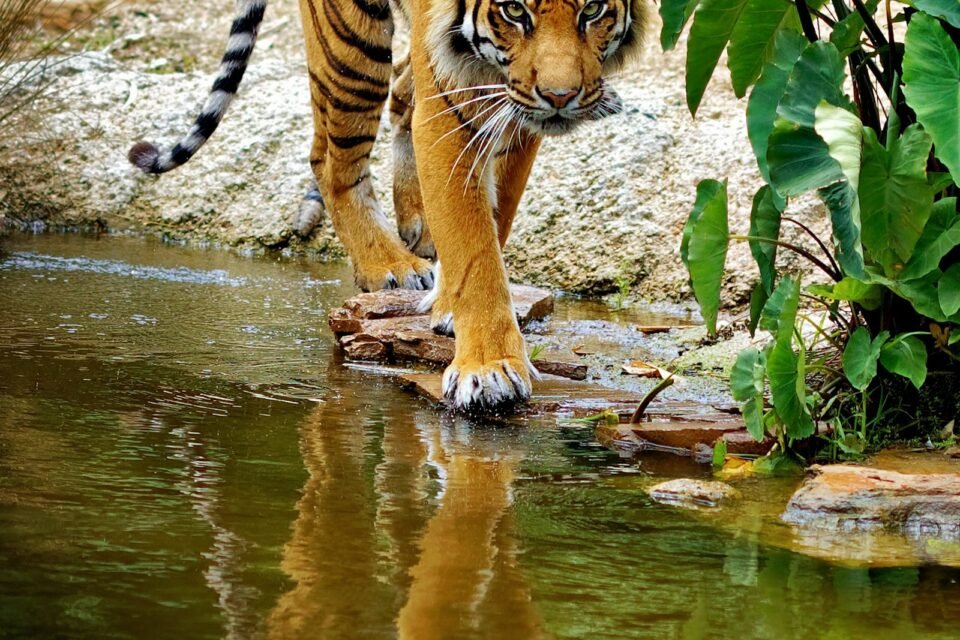 A tiger walking out of water, the moment guests hope to see a tiger in Ranthambore