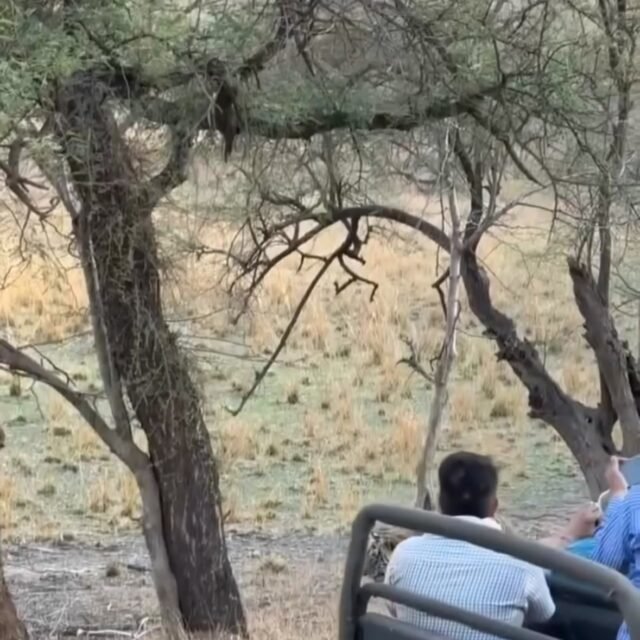 Ranthambore safari photo posted on Instagram, 10 Oct 2026