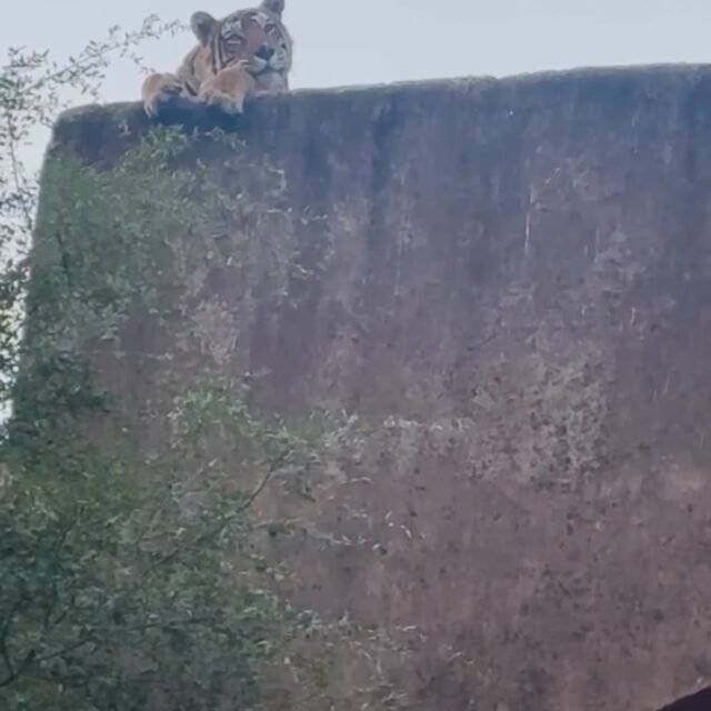 Ranthambore safari photo posted on Instagram, 11 Oct 2026