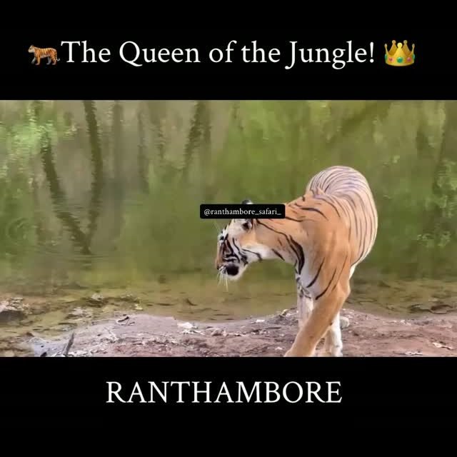 Ranthambore safari photo posted on Instagram, 19 Oct 2026