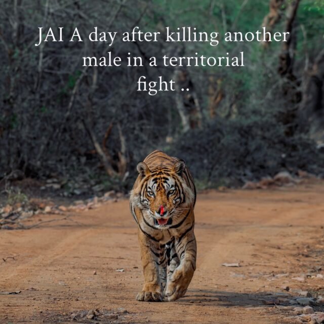 Ranthambore safari photo posted on Instagram, 4 Oct 2026