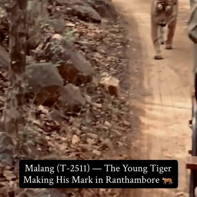 Ranthambore safari photo posted on Instagram, 5 Oct 2026