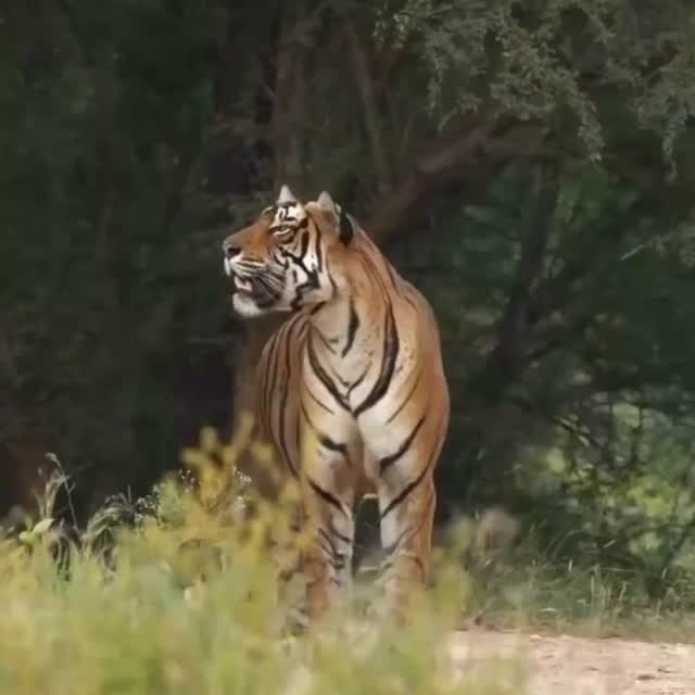 Ranthambore safari photo posted on Instagram, 9 Oct 2026
