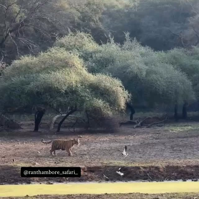 Ranthambore safari photo posted on Instagram, 18 Oct 2026