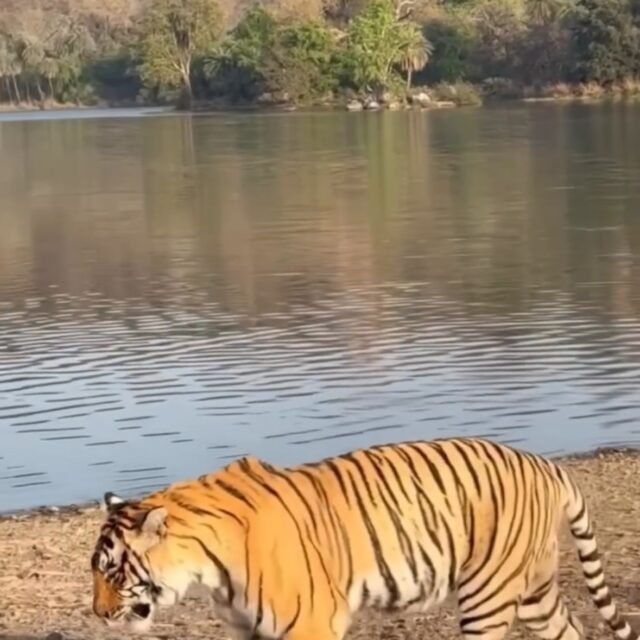 Ranthambore safari photo posted on Instagram, 9 Oct 2026