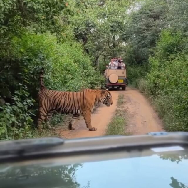Ranthambore safari photo posted on Instagram, 11 Oct 2026