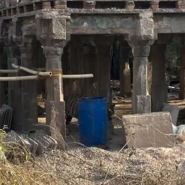 Ranthambore safari photo posted on Instagram, 27 Oct 2026