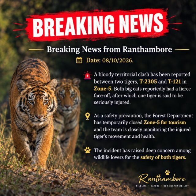 Ranthambore safari photo posted on Instagram, 8 Oct 2026