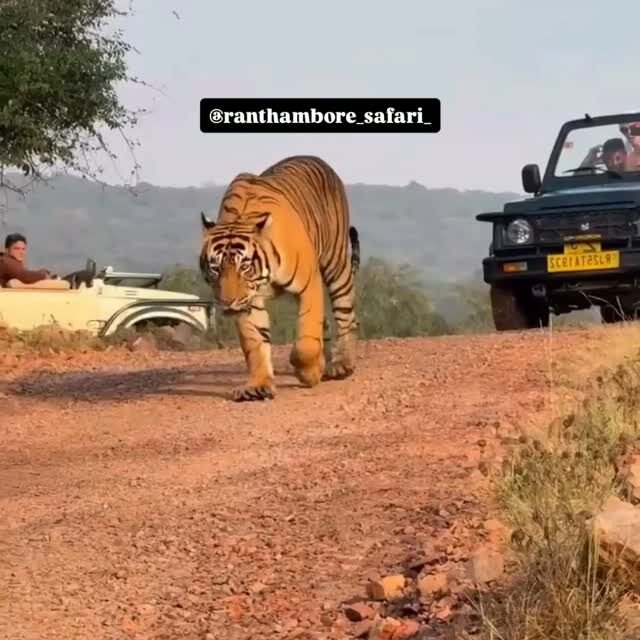 Ranthambore safari photo posted on Instagram, 23 Oct 2026